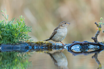 Pardal, é atualmente a especie de ave com maior distribuição geografica no mundo.