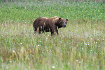 Obraz na płótnie Canvas A large male coastal brown bear (Ursus arctos) moving through a meadow in the Katmai NP, Alaska