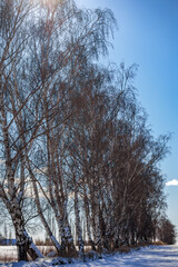 Fototapeta premium Birken