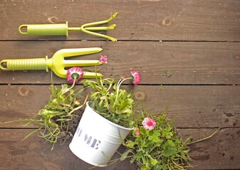 gardening tools and flowers on shiplap boards background.Planting pink daisy on wooden table.