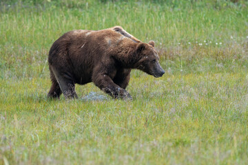 A large male coastal brown bear (Ursus arctos) moving through a meadow in the Katmai NP, Alaska