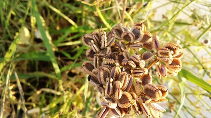 Tordylium apulum seeds on the plant. Mediterranean hartwort