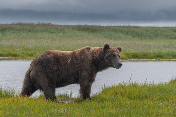 A large male coastal brown bear (Ursus arctos) moving through a meadow in the Katmai NP, Alaska
