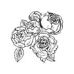 Vector black ink drawing of a rose. Hand sketch set. Line drawing and isolated on white background. Flowers and butterfly for background, texture, wrapper pattern, frame, etc.