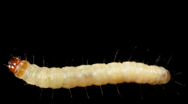 Close-up of a white moth larva on a black