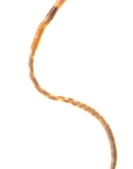 Earthworm on a white background.