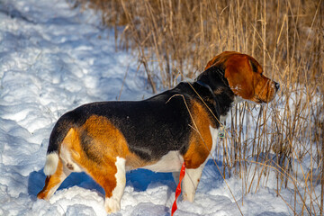 Beagle