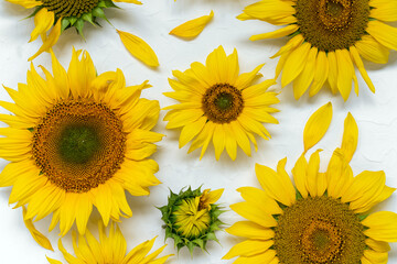 Large beautiful yellow sunflowers in white background.