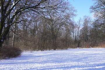 Weiße, sonnige Winterlandschaft mit Bäumen und schneebedeckter offener Fläche