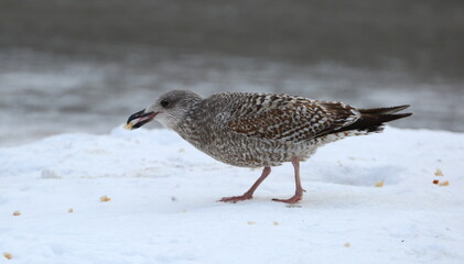 A mottled gull with a piece of bread in its beak in the snow