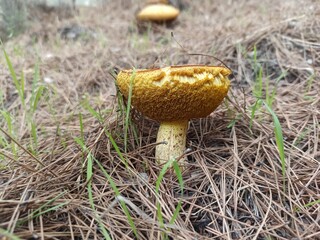 orange cap boletus