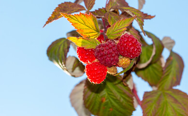 Red ripe raspberries on a plant against a blue sky.