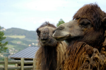 camel animal with humps in the zoo
