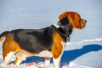beagle