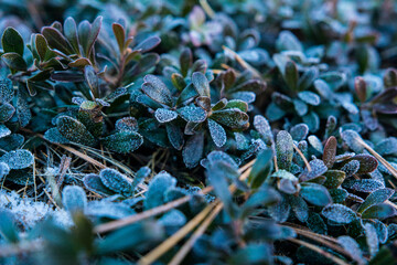 Green and purple leaves covered with ice crystals.