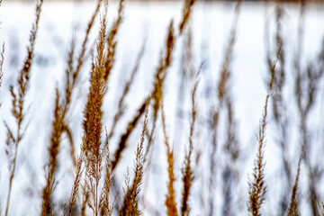 Fototapeta premium Gras