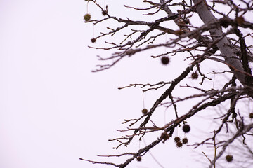 Tree landscape in Madrid Spain