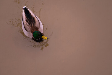 Duck swimming in the river