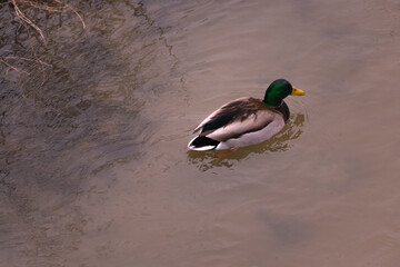 Ducks swimming in the river