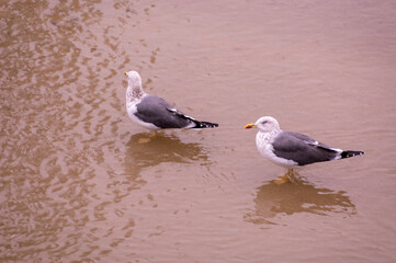 Birds swimming in the river