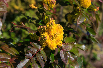 Oregon grape (Mahonia aquifolium or Berberis aquifolium) in bloom 