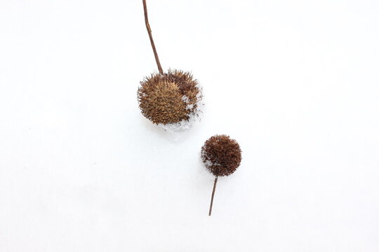 Dry sycamore seeds fell from the tree and lie in the snow .