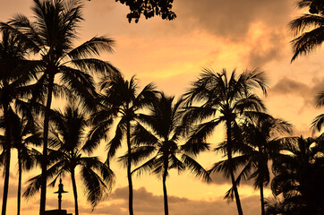Palm trees in the resort area and a beautiful sunset behind it. This was taken at Waikiki Beach...