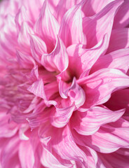 Pink petals of a dahlia flower close up