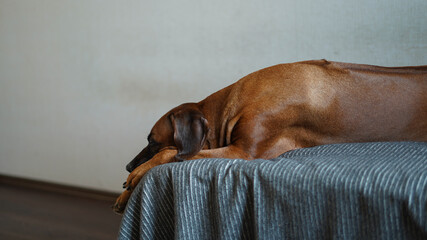 The red-haired dog is lying on the bed. The Rhodesian Ridgeback lies on a grey plaid with his head down.