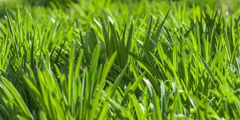 Vibrant green grass in macro