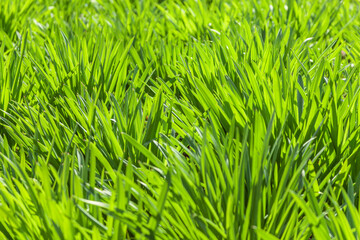 Vibrant green grass in macro