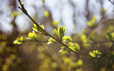 Tree buds with new green leaves