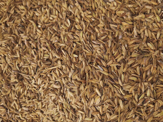 close up of rice grains
