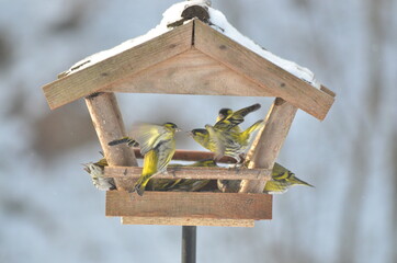 Czyżyki walczą o pokarm w karmniku podczas słonecznej mroźnej zimy © mif82