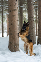 The dog peeps from the shelter. German Shepherd stands leaning his front paws on a tree