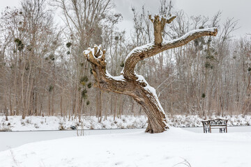 Alter knorriger Baum und Eisenbank am verschneiten Flussufer, Winterlandschaft