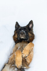 German Shepherd lying on his back with his paws