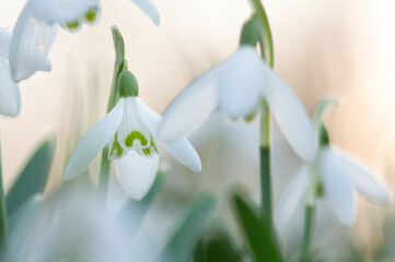 Group of blooming snowdrops in pastel colors