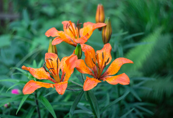 Fresh orange flowers on a contrasting green background. Fresh buds of tiger lilies in the garden