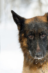 Portrait of a German Shepherd close-up. The dog's judgment.