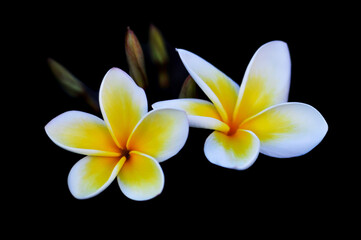 Two Frangipani flowers on a back background