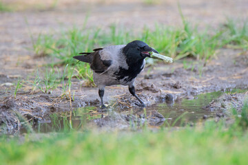 Hooded crow stands in a puddle and holds plastic debris in its beak. Plastic contamination of the environment is harmful to birds.
