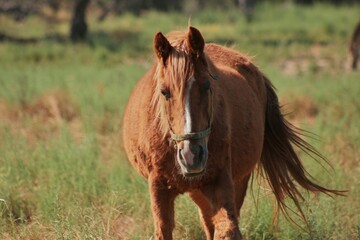 horse in the field