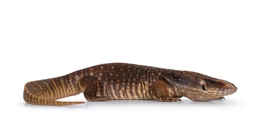 Side view of young Savannah Monitor aka Varanus exanthematicus lizard. Isolated on white background.