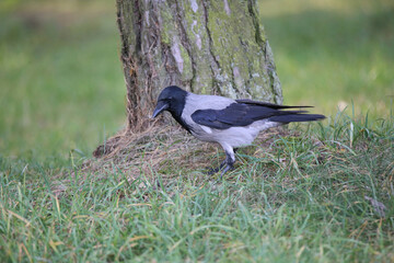 Hooded crow stands on the grass in the park. Large tree trunk on the background.