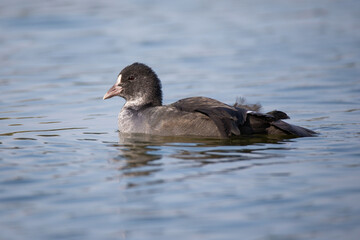 A beautiful bird floats on the water. Eurasian coot with gray feathers and light beak on the lake.