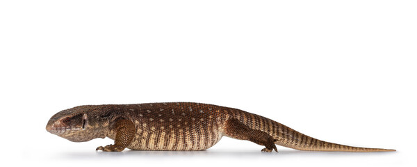 Side view of young Savannah Monitor aka Varanus exanthematicus lizard. Isolated on white background.