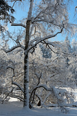 A snowy landscape with  snow covered  young birch 