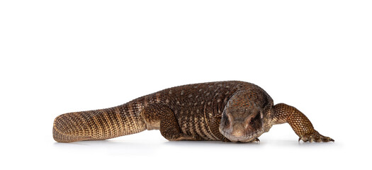 Side view of young Savannah Monitor aka Varanus exanthematicus lizard. Looking straight to camera showing both eyes. Isolated on white background.