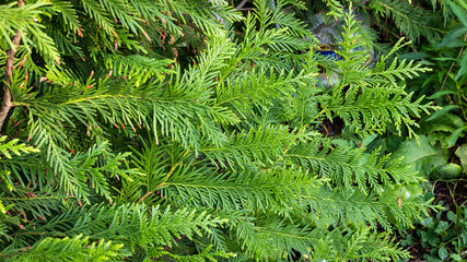 Thuja plicata branch against a blurred background of evergreens. Selective focus. Close-up. Western red cedar or Pacific red cedar, giant arborvitae or western arborvitae, giant cedar.